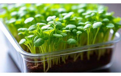 Freshly sprouted microgreens in a clear plastic container.